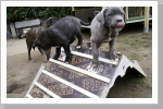 Wir haben die besten Erfahrungen mit diesem Abenteuer-Spielplatz für Hunde gemacht. Zur Ruhe und einer kleinen Pause bietet sich der Hundepavillon an.