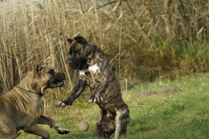 Niemand sollte einen Dogo Canario unterschätzen, nicht in seiner Kraft, der Beweglichkeit und Einsatzbereitschaft, aber auch nicht in seiner Liebe und Treue zu den seinen.